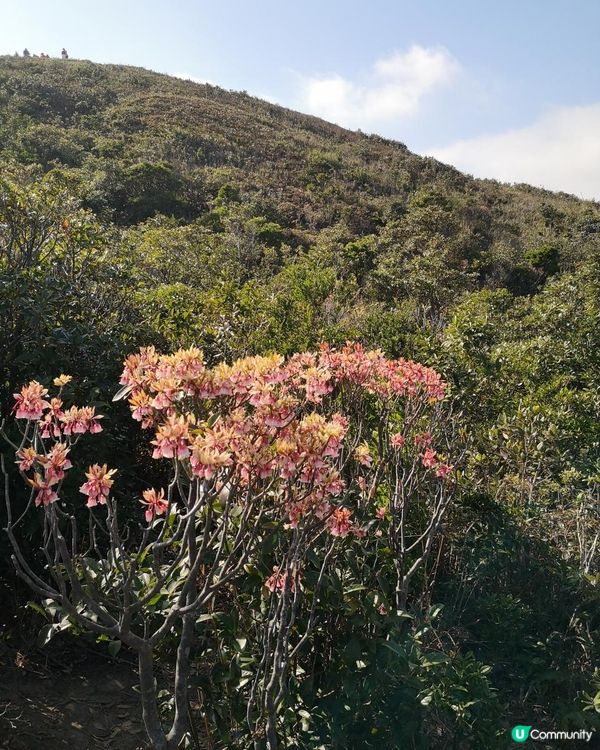 [行山要打卡]33 - 大枕蓋