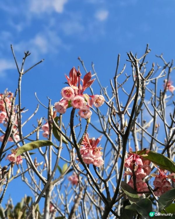 [行山要打卡]33 - 大枕蓋