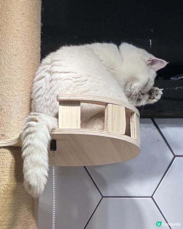 唔該🙏🏻 要一份🐱🐱治癒心靈藥