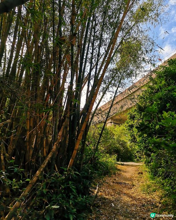 [行山要打卡] 26 - 馬灣。大嶺頭