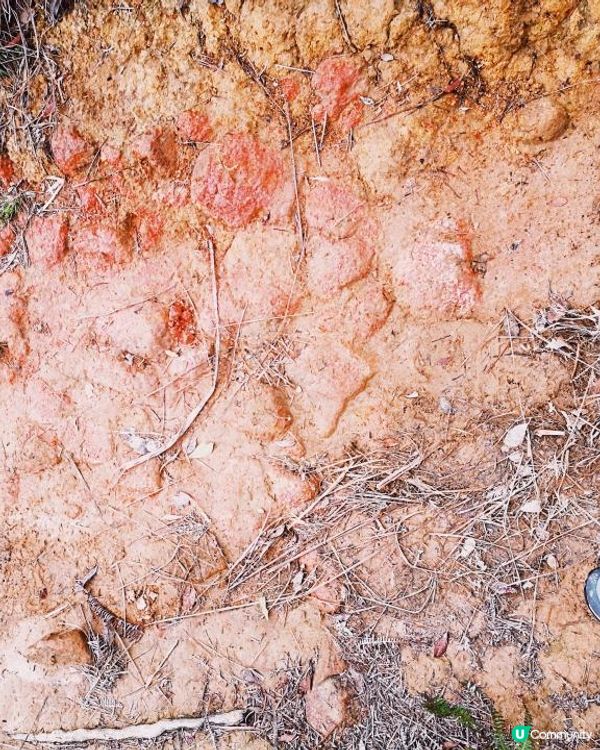 [行山要打卡] 12 - 龍蝦灣