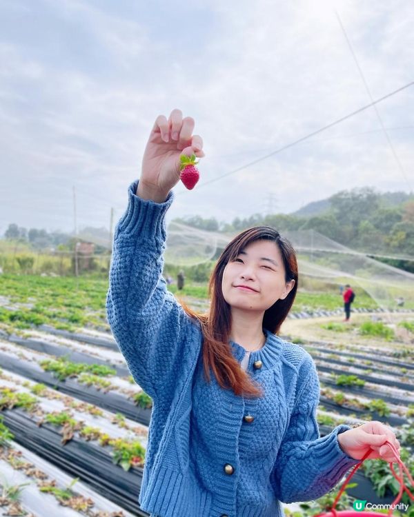 【遊樂】鳳凰農場士多啤梨園