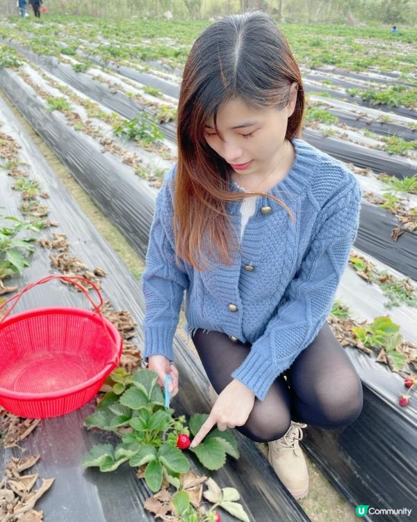 【遊樂】鳳凰農場士多啤梨園