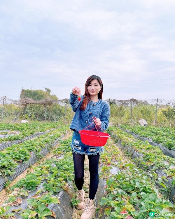 【遊樂】鳳凰農場士多啤梨園