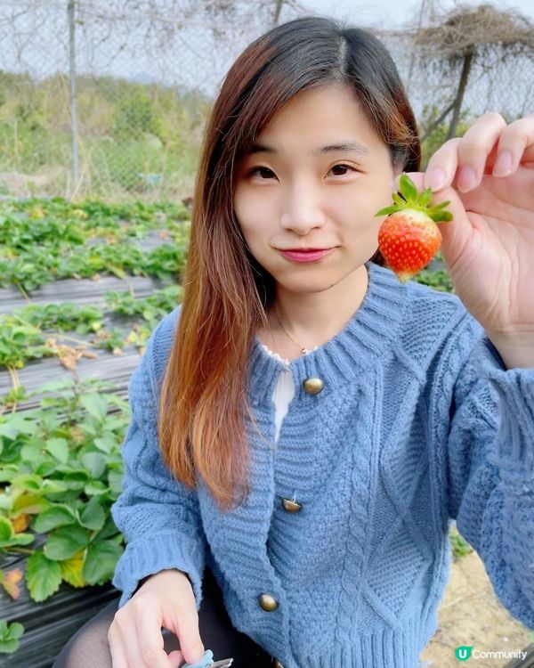 【遊樂】鳳凰農場士多啤梨園