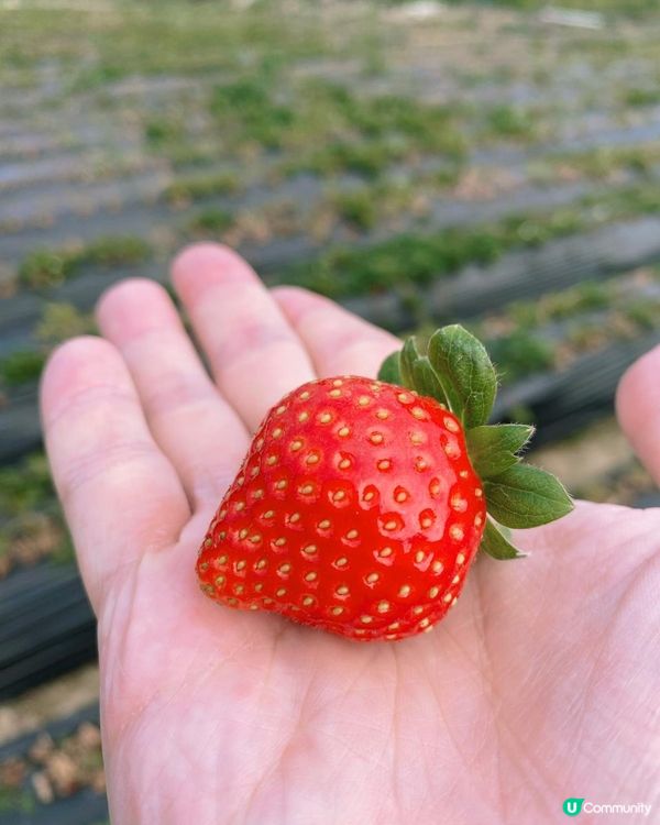 【遊樂】鳳凰農場士多啤梨園