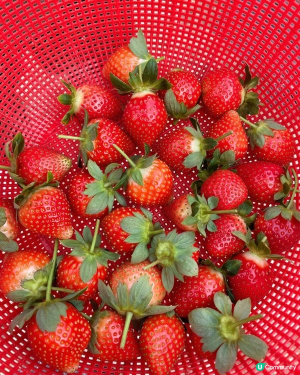 【遊樂】鳳凰農場士多啤梨園