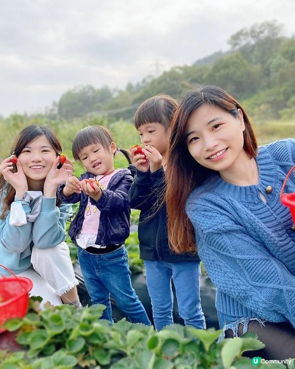 【遊樂】鳳凰農場士多啤梨園