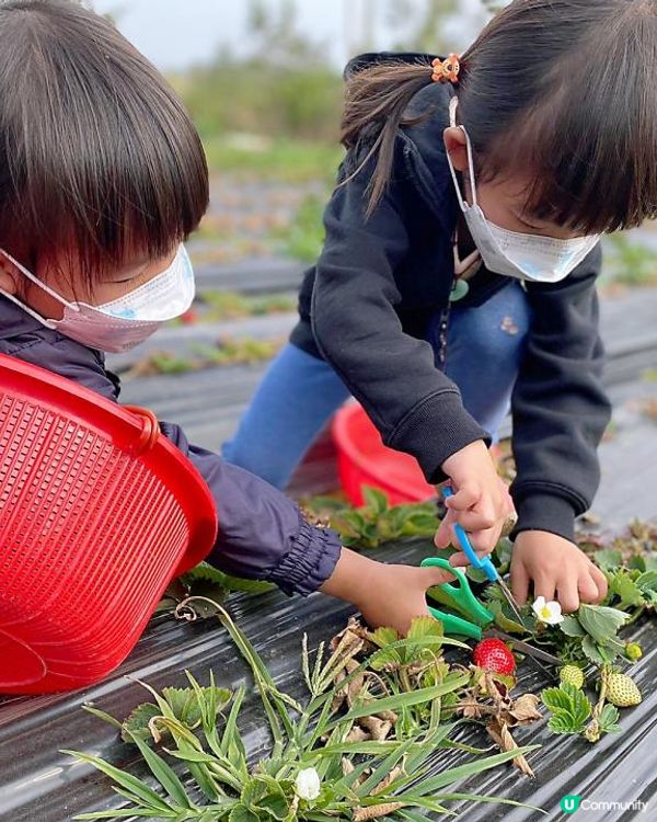 【遊樂】鳳凰農場士多啤梨園