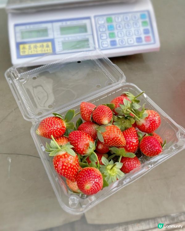 【遊樂】鳳凰農場士多啤梨園