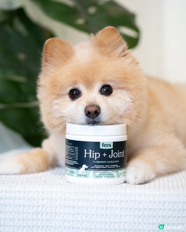 松鼠狗腳仔保養，由細開始！🐶🦴  美國獸醫研發