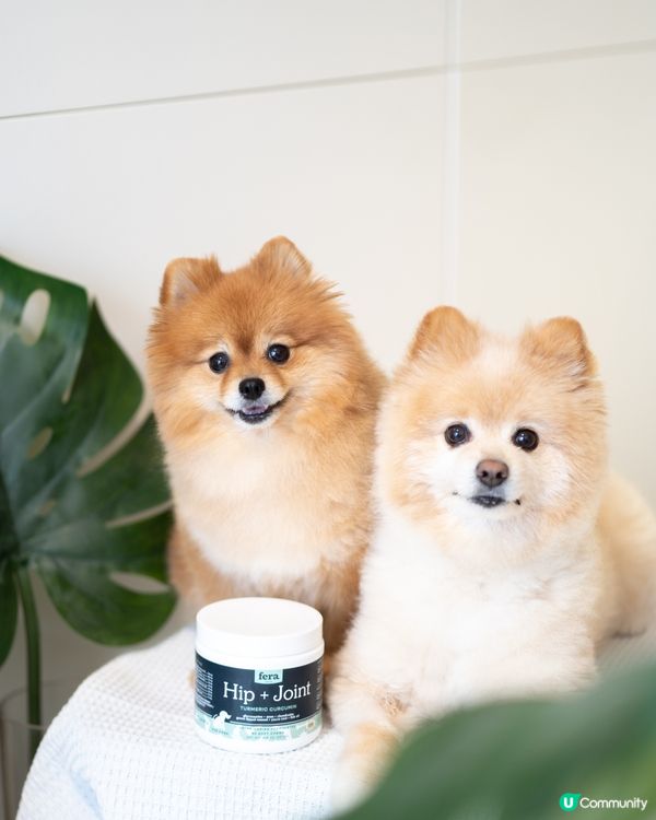 松鼠狗腳仔保養，由細開始！🐶🦴  美國獸醫研發