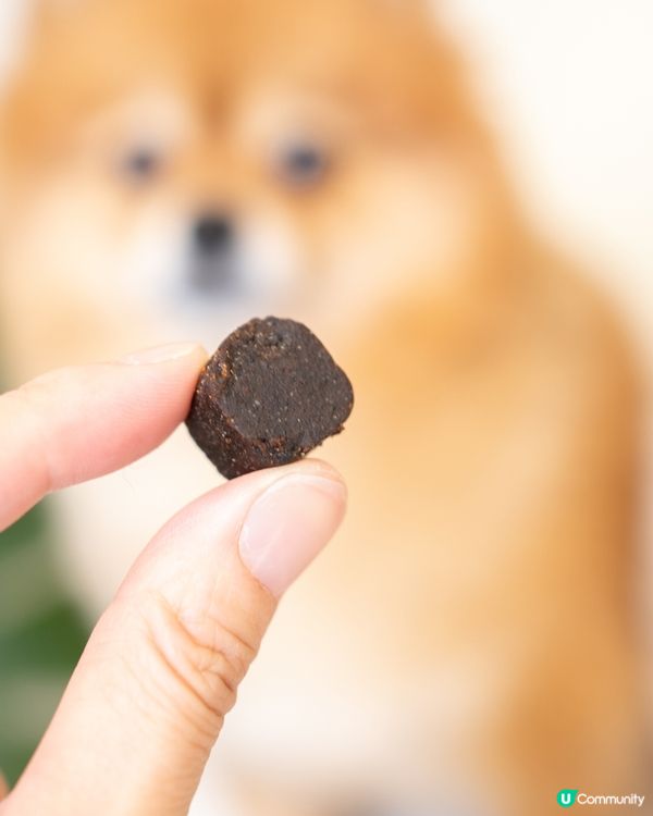 松鼠狗腳仔保養，由細開始！🐶🦴  美國獸醫研發