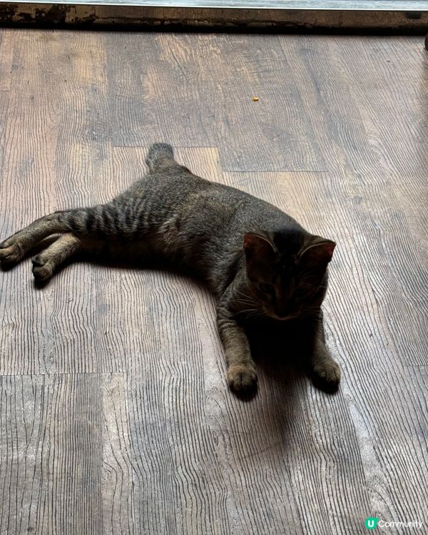 超抵食燒肉放題