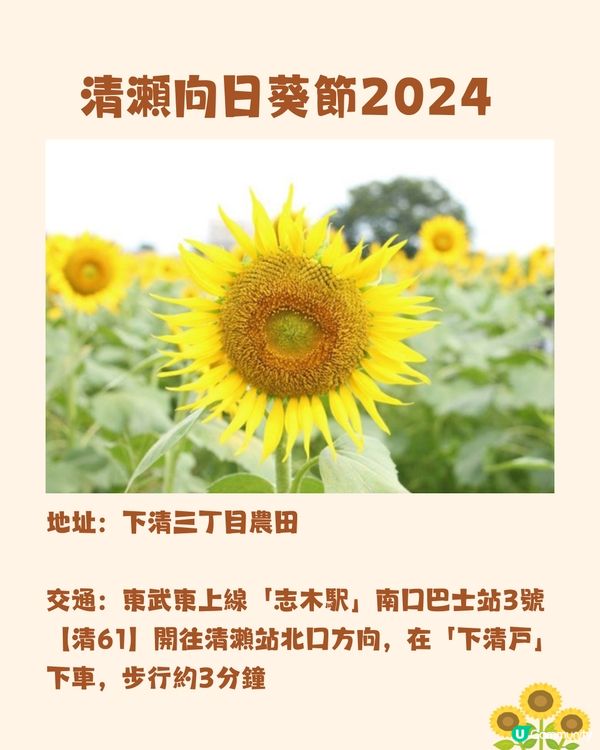 日本關東向日葵觀賞地推介🌻100萬棵盛放😍仲有免費花火大會🎆