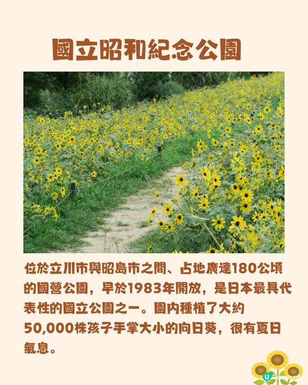 日本關東向日葵觀賞地推介🌻100萬棵盛放😍仲有免費花火大會🎆