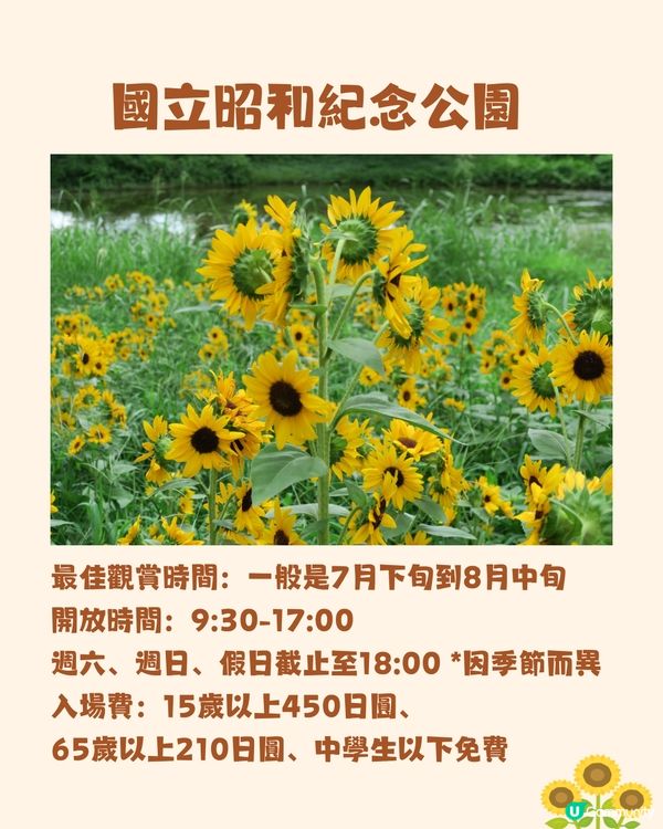 日本關東向日葵觀賞地推介🌻100萬棵盛放😍仲有免費花火大會🎆