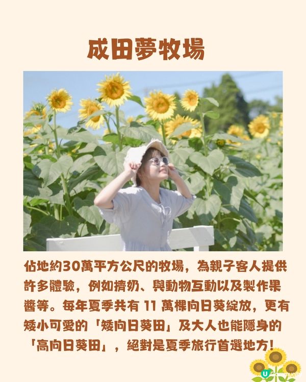日本關東向日葵觀賞地推介🌻100萬棵盛放😍仲有免費花火大會🎆
