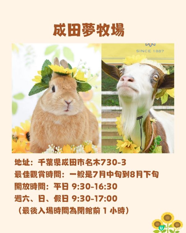 日本關東向日葵觀賞地推介🌻100萬棵盛放😍仲有免費花火大會🎆