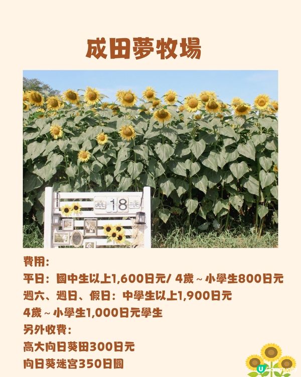 日本關東向日葵觀賞地推介🌻100萬棵盛放😍仲有免費花火大會🎆