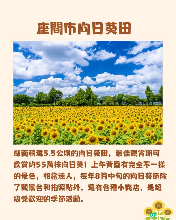 日本關東向日葵觀賞地推介🌻100萬棵盛放😍仲有免費花火大會🎆