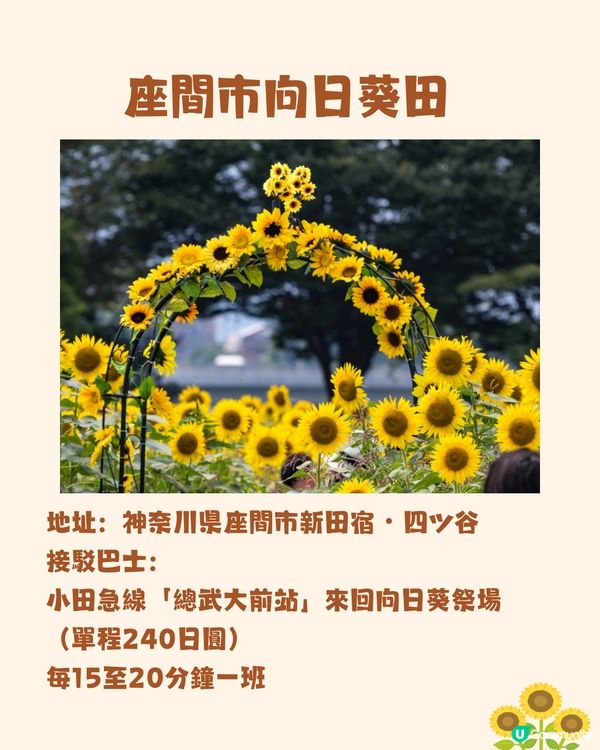 日本關東向日葵觀賞地推介🌻100萬棵盛放😍仲有免費花火大會🎆