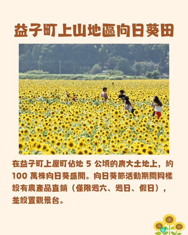 日本關東向日葵觀賞地推介🌻100萬棵盛放😍仲有免費花火大會🎆