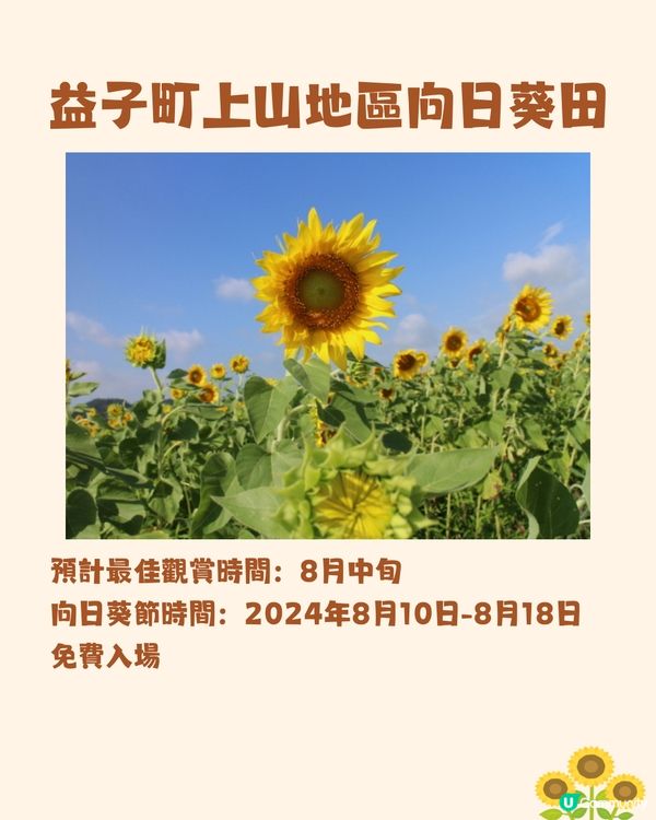 日本關東向日葵觀賞地推介🌻100萬棵盛放😍仲有免費花火大會🎆