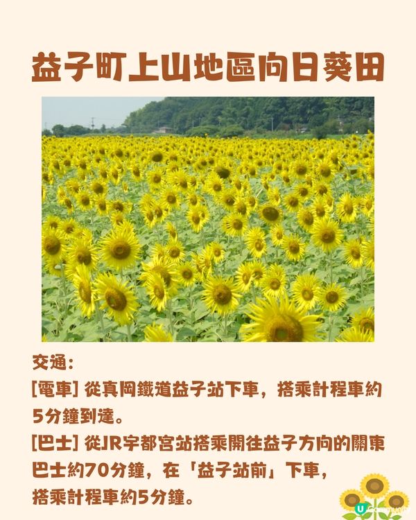 日本關東向日葵觀賞地推介🌻100萬棵盛放😍仲有免費花火大會🎆