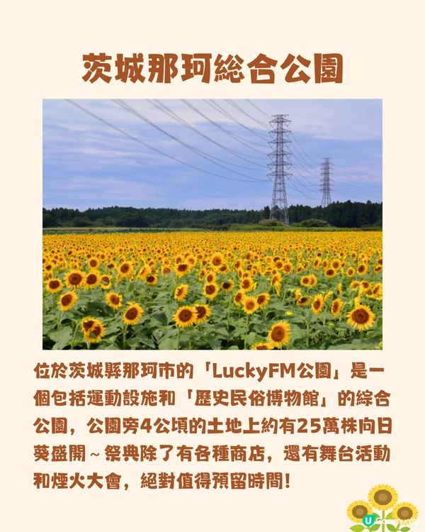 日本關東向日葵觀賞地推介🌻100萬棵盛放😍仲有免費花火大會🎆