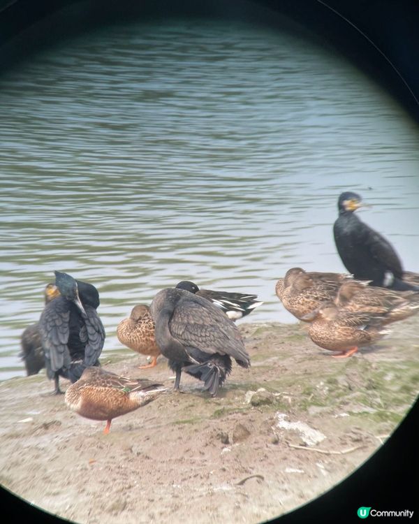 去濕地公園觀鳥🐦‍⬛