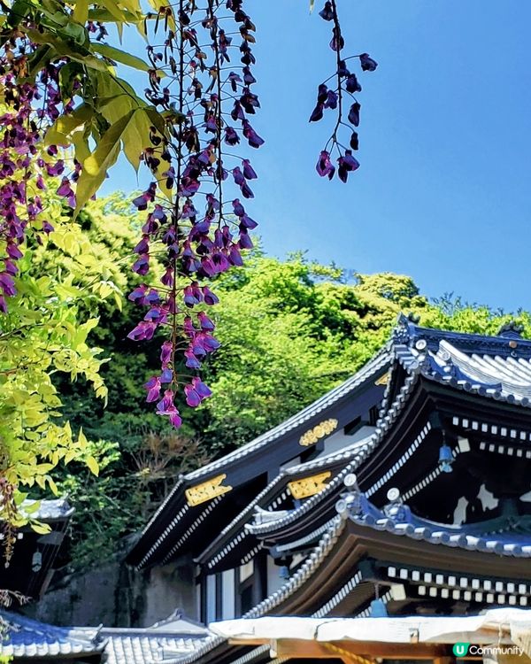 鎌倉🎋長谷寺🎋