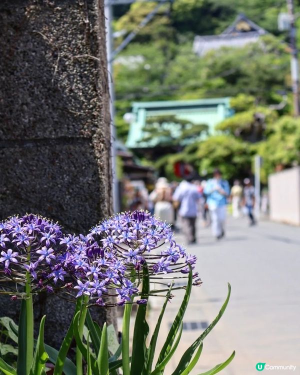 鎌倉🎋長谷寺🎋