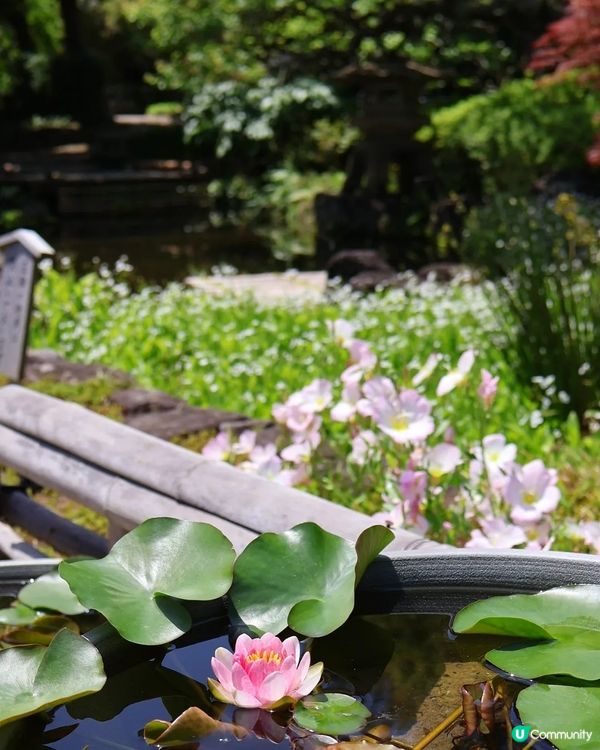 鎌倉🎋長谷寺🎋