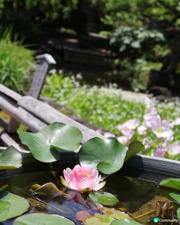 鎌倉🎋長谷寺🎋