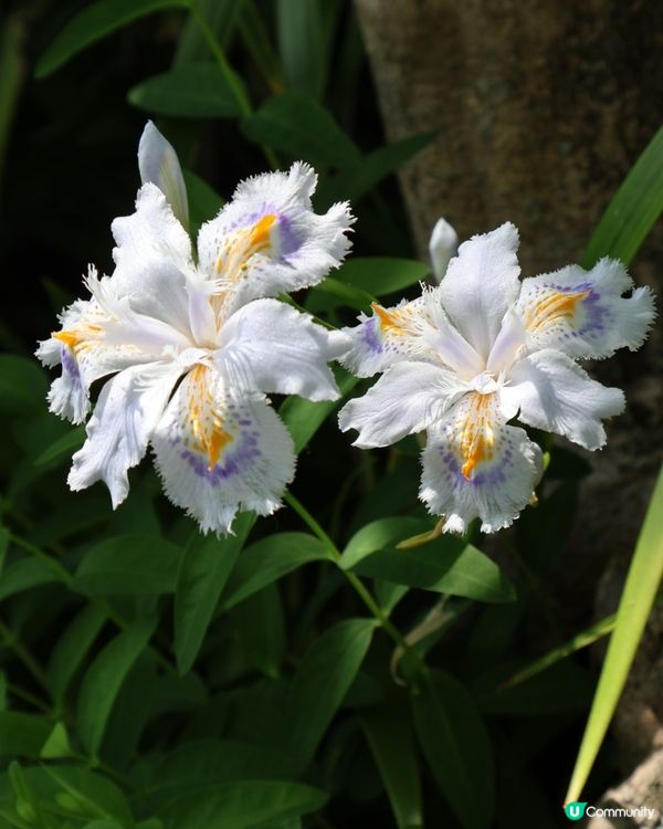 鎌倉🎋長谷寺🎋