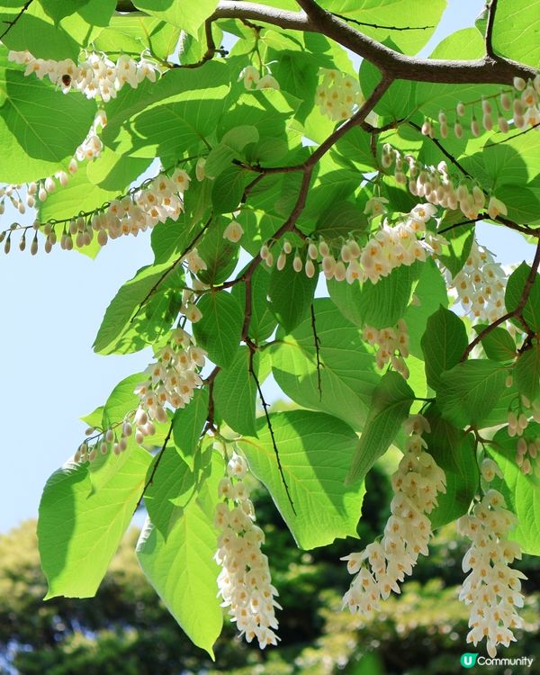 鎌倉🎋長谷寺🎋