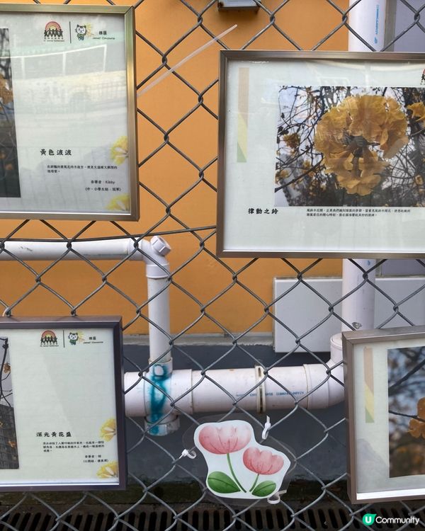 深水埗黃色的花