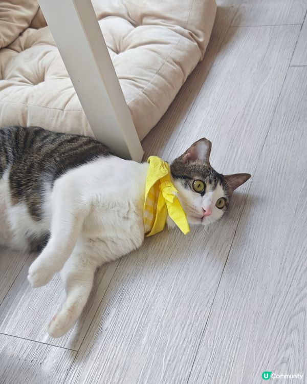😽假日活動就係去搵主子😽