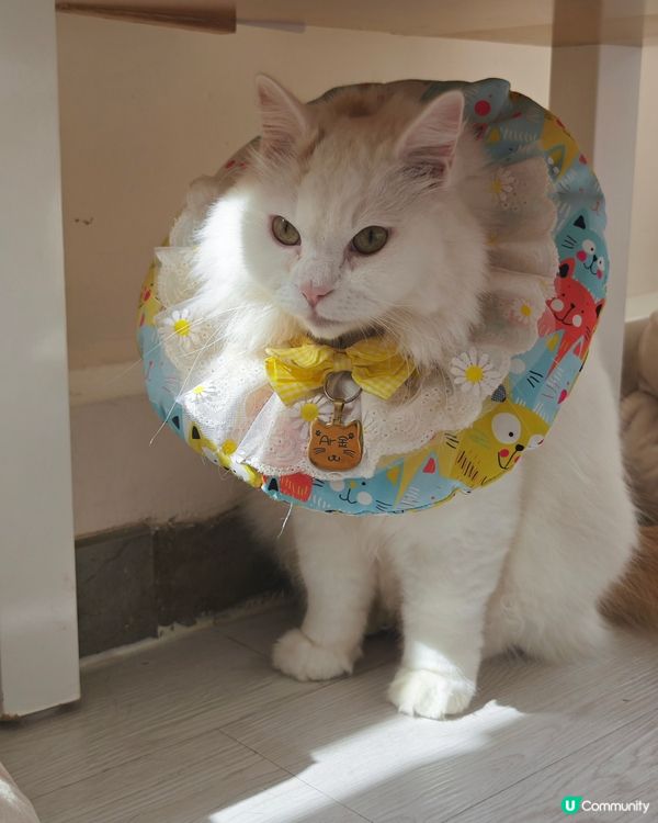 😽假日活動就係去搵主子😽