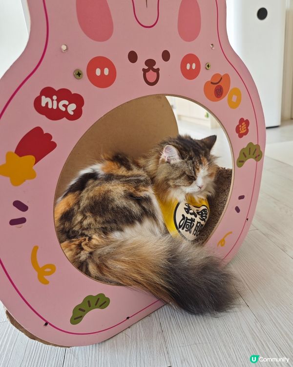 😽假日活動就係去搵主子😽