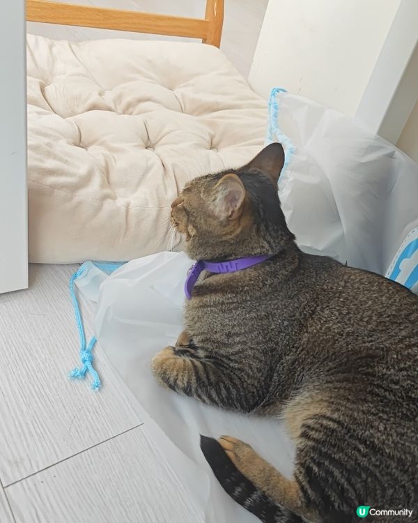 😽假日活動就係去搵主子😽
