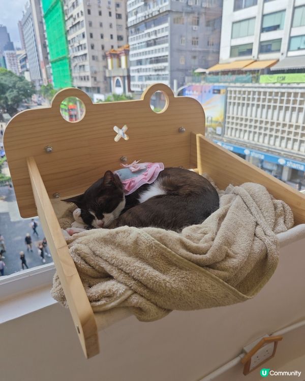 😽假日活動就係去搵主子😽