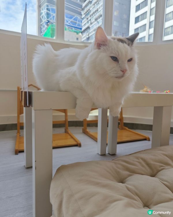 😽假日活動就係去搵主子😽