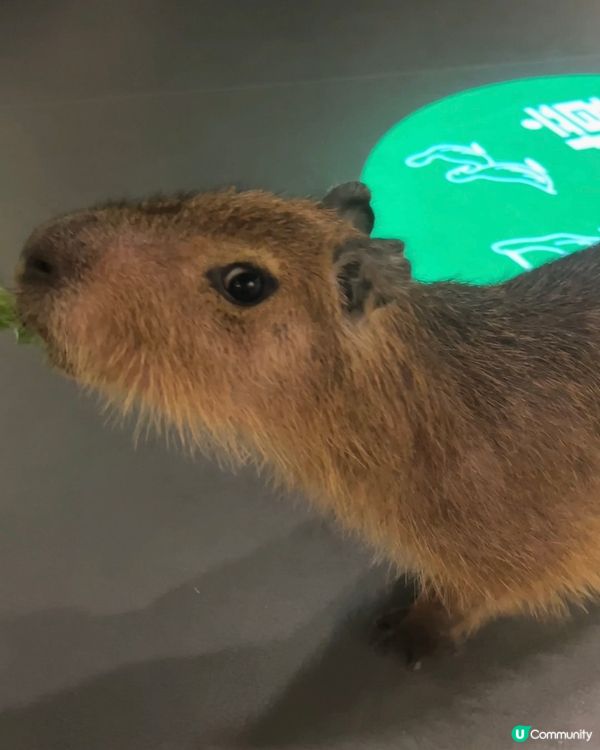 ｛港車北上｝珠海親子活動室內動物園