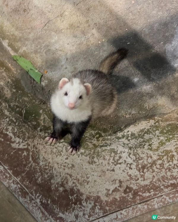 ｛港車北上｝珠海親子活動室內動物園