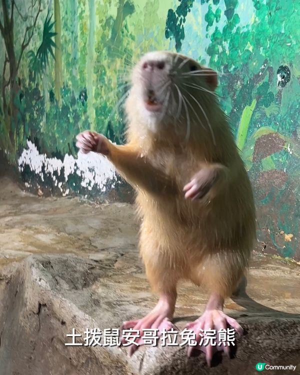 ｛港車北上｝珠海親子活動室內動物園