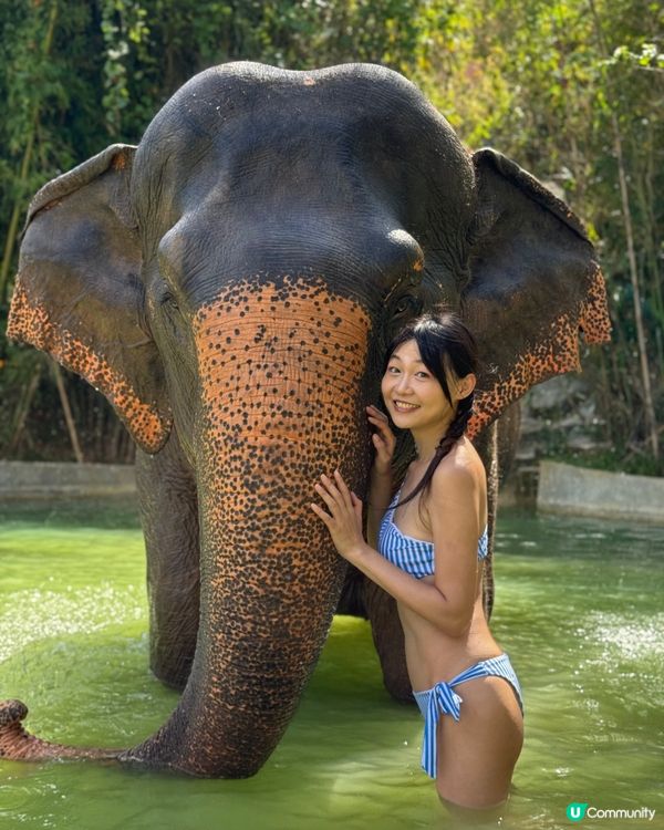 去布吉梗係要同大象玩啦！