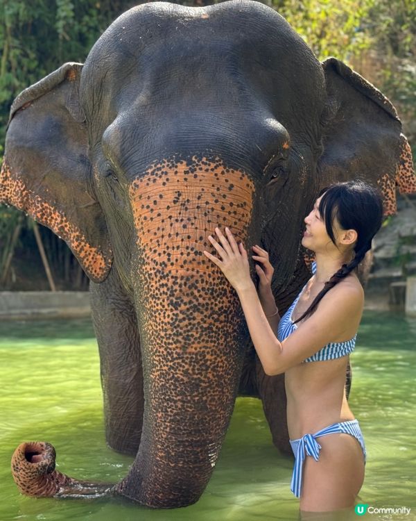 去布吉梗係要同大象玩啦！