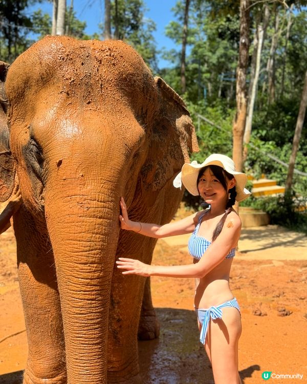 去布吉梗係要同大象玩啦！